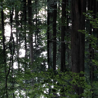 Cover image showing the woods around here.